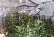 Арестуваха наркобанда от ММА-бойци „монополизирала” Бургас наркотици