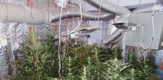 Арестуваха наркобанда от ММА-бойци „монополизирала” Бургас наркотици