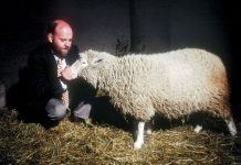 Овцата Доли – достижение на науката или символ на пътя към ада ? доли