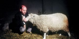 Овцата Доли – достижение на науката или символ на пътя към ада ? доли