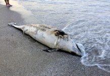 Прокуратурата нареди проверка за мъртвите делфини делфини