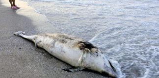 Прокуратурата нареди проверка за мъртвите делфини делфини