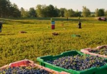 Комисията за трафик на хора: Внимавайте с работата в чужбина работа