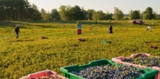 Комисията за трафик на хора: Внимавайте с работата в чужбина работа