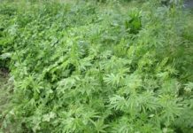 Полицията в Петрич започна да жъне канабиса нарколаборатория