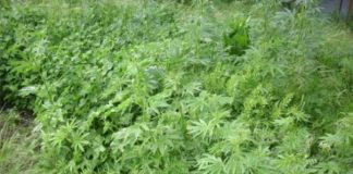 Полицията в Петрич започна да жъне канабиса нарколаборатория