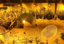 Разбиха две наркобанди в Сливен нарко