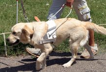 Само в Breaking.bg: Куче-водач спаси живота на слепия си стопанин в касапницата край Микре катастрофа