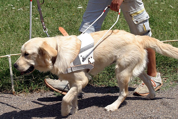 куче водач катастрофа