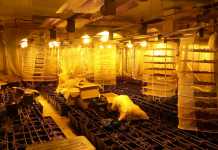 Разбиха нарколаборатория във Велики Преслав нарколаборатория