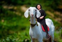 Чумата на лъжата в интернет е по-страшна от тази по животните чума