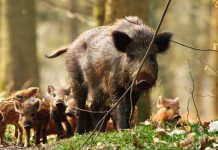 Вдигаме ограда с Румъния заради чума по свинете чума