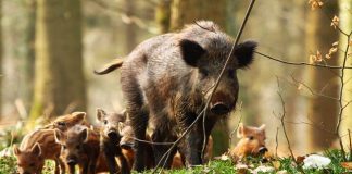 Вдигаме ограда с Румъния заради чума по свинете чума