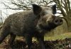 Удължават до 16 февруари срока за лов на дива свиня заради африканската чума
