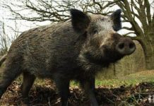 Удължават до 16 февруари срока за лов на дива свиня заради африканската чума