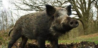 Удължават до 16 февруари срока за лов на дива свиня заради африканската чума