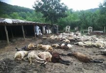 Започна изплащане на обезщетенията на фермерите заради чумата чума