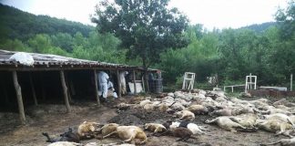 Изследват за чума и в Елхово чума