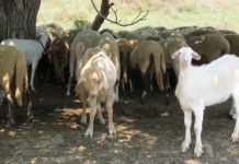 Фонд „Земеделие“ плати над 2,5 млн. лева обезщетения на стопаните от Странджа странджа