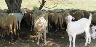 Фонд „Земеделие“ плати над 2,5 млн. лева обезщетения на стопаните от Странджа странджа