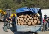 Арестуваните горски шефове продали нелегална дървесина за 250 000 лева горски