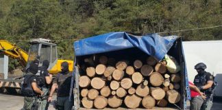 Арестуваните горски шефове продали нелегална дървесина за 250 000 лева горски