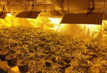 Разбиха наркооранжерия на язовир „Искър“ оранжерия