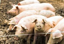 Нова вълна на африканска чума по свинете обхваща страната .