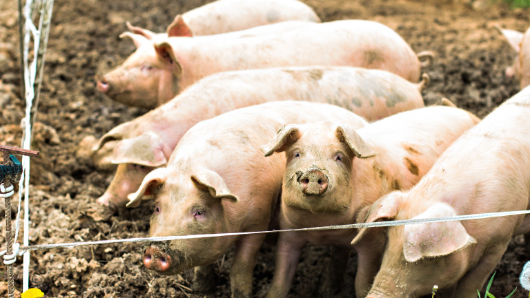 Индустриални свиневъди алармират за нова вълна на африканската чума по