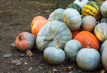 Крадец на тикви умря в ареста след побой от търговците