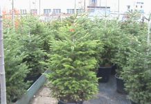 На 38 пункта ще се продават живи елхи в страната