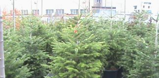 На 38 пункта ще се продават живи елхи в страната