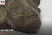 Откриха запазено тялото на кученце отпреди 18 000 години в сибирския вечен лед