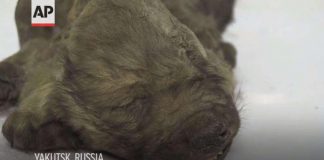 Откриха запазено тялото на кученце отпреди 18 000 години в сибирския вечен лед