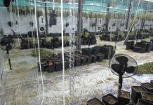 Разкриха мащабна лаборатория за марихуана за повече от 1 млн. лв. в русенско село