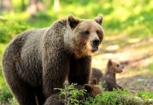Мечките във Витоша се увеличават, срещите с туристи ще стават все по-чести