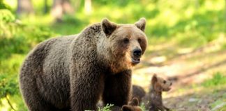 Мечките във Витоша се увеличават, срещите с туристи ще стават все по-чести
