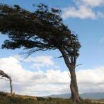 Жълт код за силен вятър в голяма част от страната днес