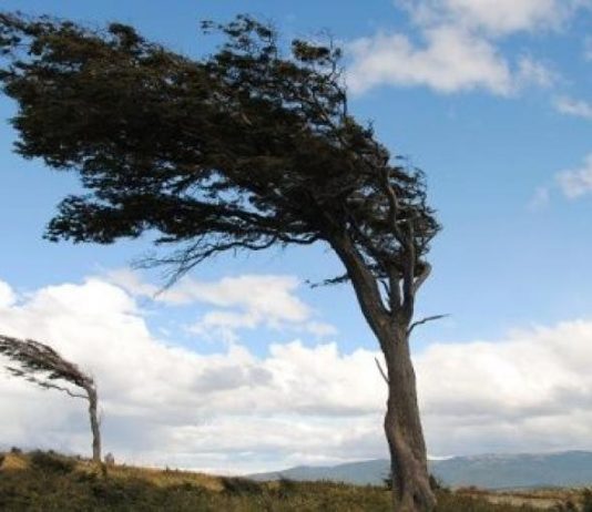 Жълт код за силен вятър в голяма част от страната днес
