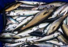 Черноморската скумрия изчезна, популацията й се изчерпа