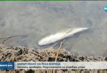 Откриха кой изтрови рибата в Марица