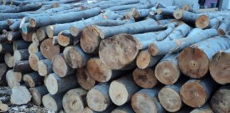 Работник издъхна, затиснат от трупи в Горна Оряховица