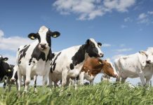 Стопаните ще получават повече пари за първите 50 крави и 200 овце