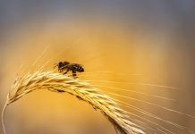 Обявиха пчелата за най-важното живо същество на планетата