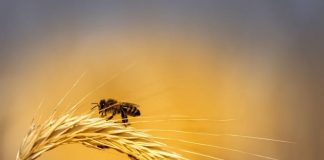 Обявиха пчелата за най-важното живо същество на планетата