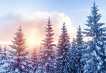 Държавата обявява процедура за закупуване на гори от частни собственици