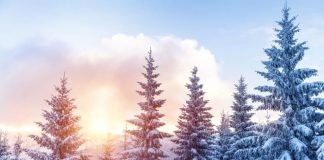 Държавата обявява процедура за закупуване на гори от частни собственици