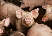 Дронове ще следят за заразени с чума диви свине по границата