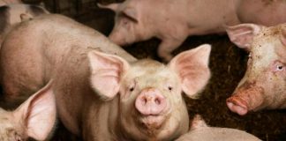 Отпада забраната за движение на свине и месо в 39 ферми и 66 кланици у нас