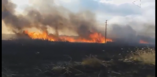 Десетки декари защитена територия са изгорели при пожара край Дуранкулашкото езеро